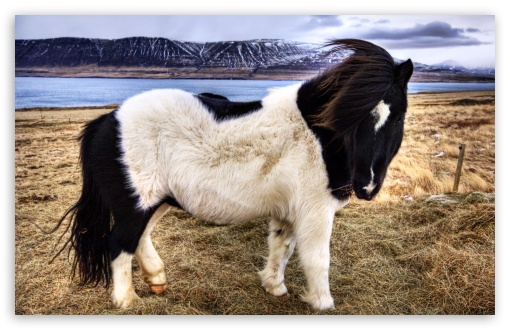 Download Icelandic Horse UltraHD Wallpaper