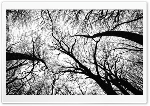 Pecan Grove Black And White