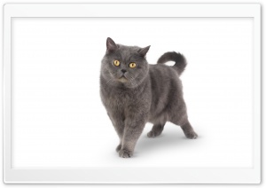 Grey Shorthair Cat