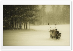 Lapland Reindeer Ride