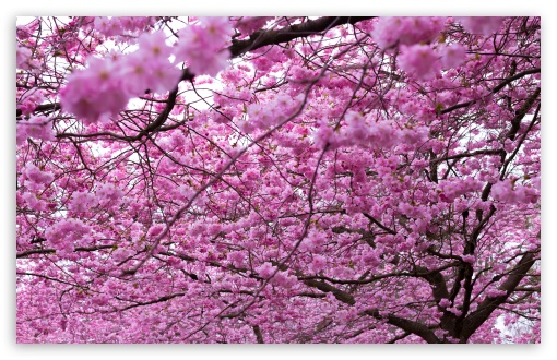 Download Spring Pink Cherry Blossoms UltraHD Wallpaper
