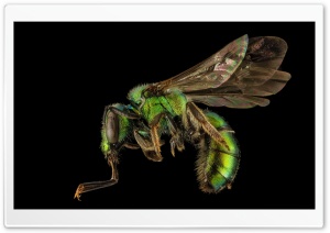 Augochlora Pura Sweat Bee Macro