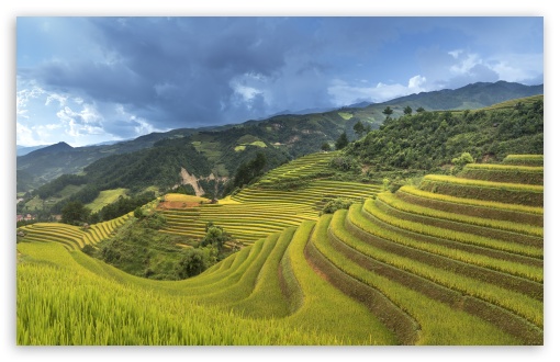 Download Rice Crop in Vietnam UltraHD Wallpaper