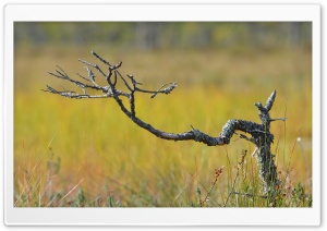 Dry Tree