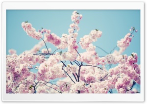 Blossom Flower Tree