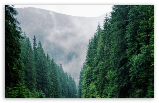 Download Carpathians Forest Romania UltraHD Wallpaper