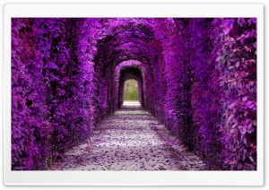Purple Plant Tunnel, Aesthetic