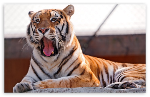 Download Tiger Yawning On The Rock UltraHD Wallpaper