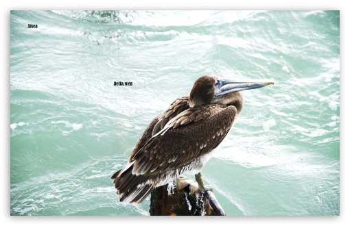 Download Sea Bird UltraHD Wallpaper