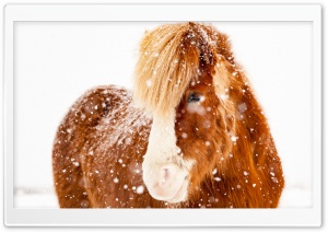 Icelandic Horse, Snowflakes,...