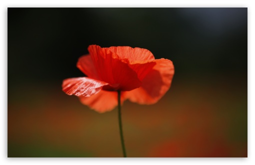 Download Red Poppy Flower UltraHD Wallpaper