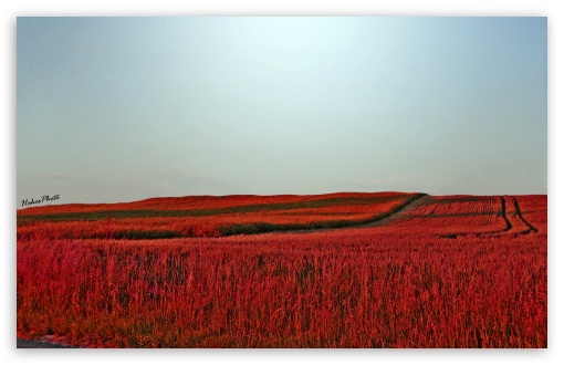 Download Red Meadow UltraHD Wallpaper