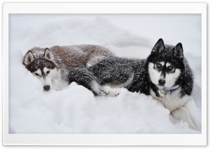 Two Huskies In The Snow