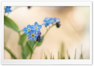 Blue Forget-me-nots Flowers...
