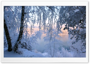 Beautiful Winter Frost