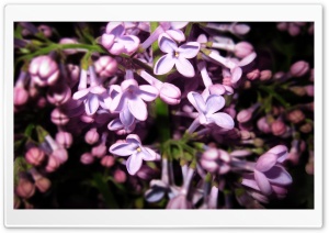 Purple Lilac Flowers