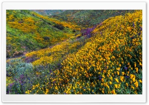 Super Bloom at Californias...