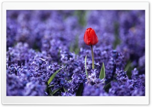 Red Tulip And Hyacinths