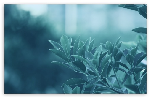 Download Blue Leaves UltraHD Wallpaper