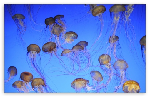 Download More Jellyfish UltraHD Wallpaper