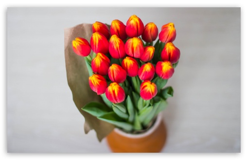 Download Red Tulips Bouquet Wrapped In Paper UltraHD Wallpaper