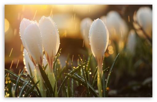Download White Spring Flowers in Rain UltraHD Wallpaper