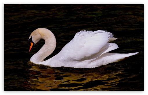 Download Beautiful Swan Bird UltraHD