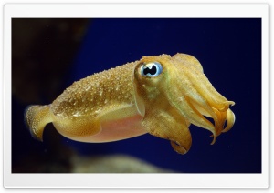 Squid Underwater