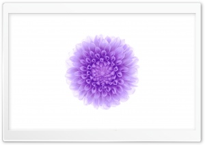 Apple iOS Flower-2