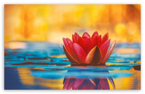 Download Water Lily Flower Pond UltraHD Wallpaper