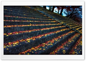 Leaves Resting On Steps