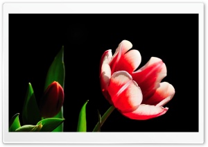 Red and White Tulip, Green...
