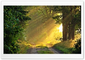 Sunny Morning, Forest Path