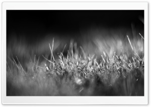 Grass Black and White