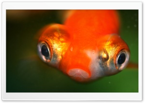 Goldfish Protruding Eyes