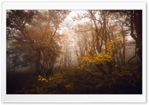 Autumn Deciduous Forest