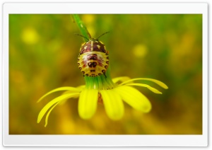 Flower Insect