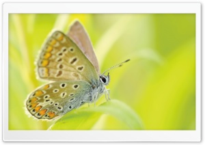 Butterfly, Grass