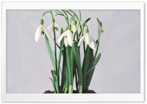 Snowdrops