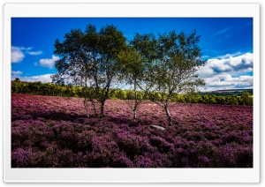 Trees, Purple Flowers,...