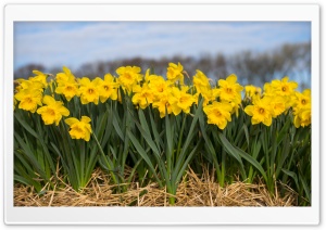 Spring Daffodils Flowers
