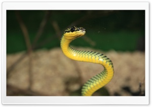 Green And Yellow Snake