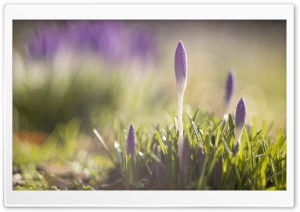 Purple Crocuses Flowers, Spring