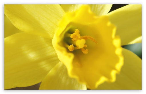 Download Spring Flowers UltraHD Wallpaper