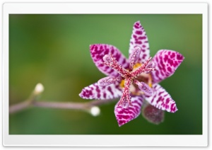 The Toad Lily Flower Macro