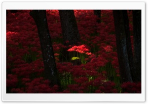 Red Magic Lilies