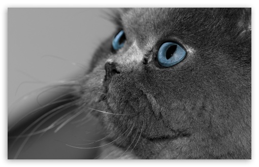 Download Grey Persian Cat UltraHD Wallpaper
