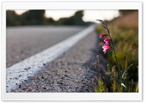 Roadside Flower