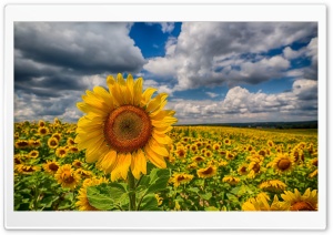 Big Sunflower In The Field