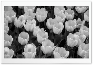 Tulips Black and White
